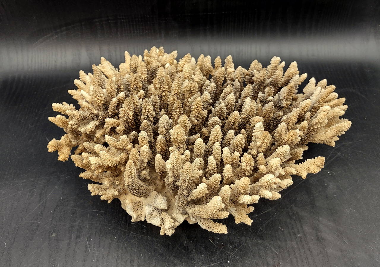 Off White Natural Table Coral Large Cluster Acropora Latistella (1