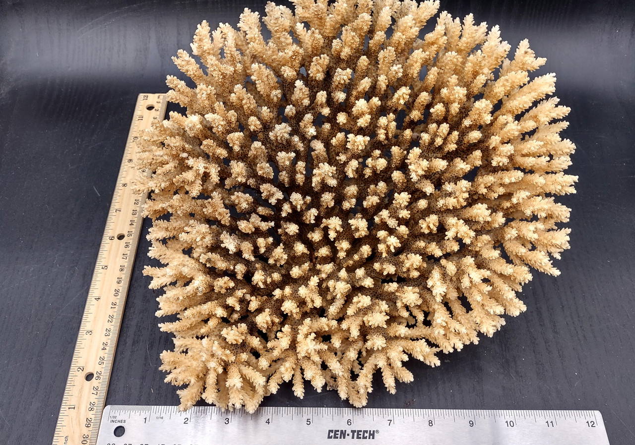 coralcoralページ Off White Natural Table Coral Large Cluster Acropora Latistella (1