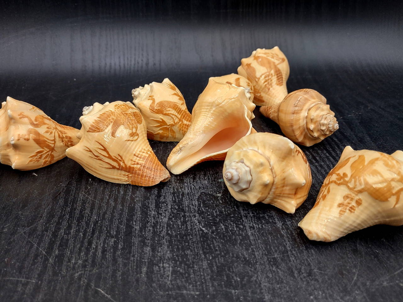 Types Of Conch Shells With Pictures