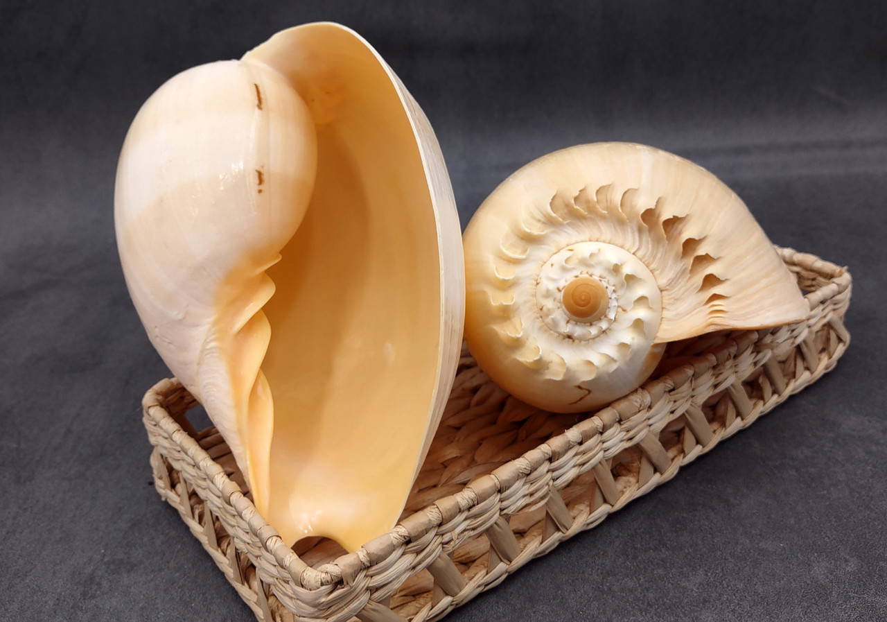 Large Crowned Baler Seashell Tan Voluta Diadema (1 shell approx. 7