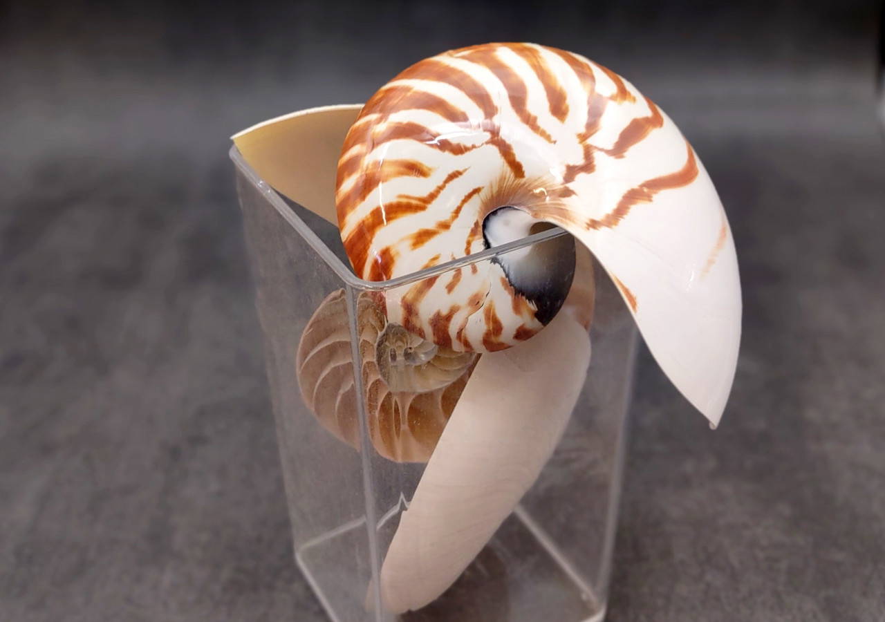 Natural Nautilus Seashell Right Cut Single Half Nautilus Pompilius