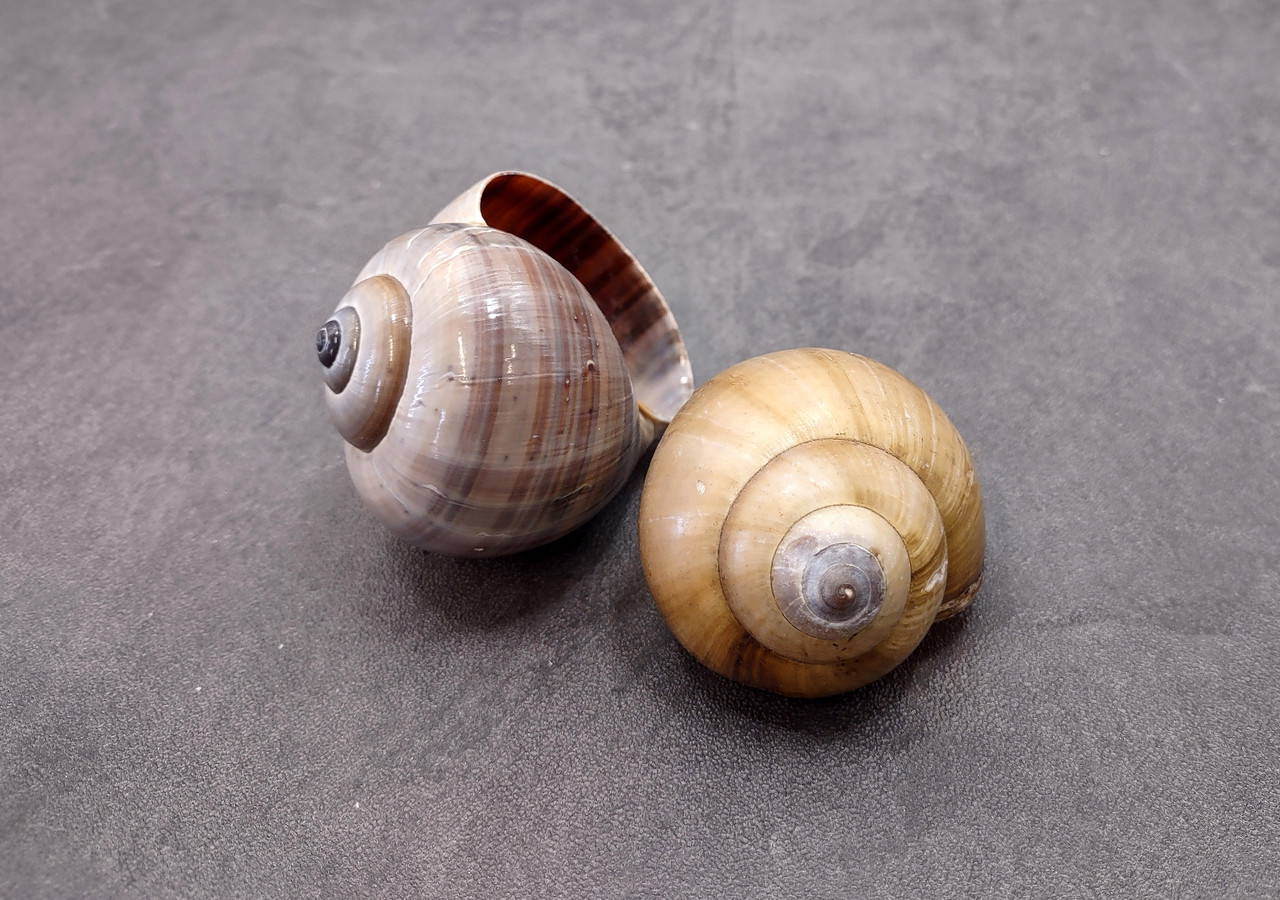 Apple Snail Shells Pomacea Canaliculata (2 shells approx. 2+