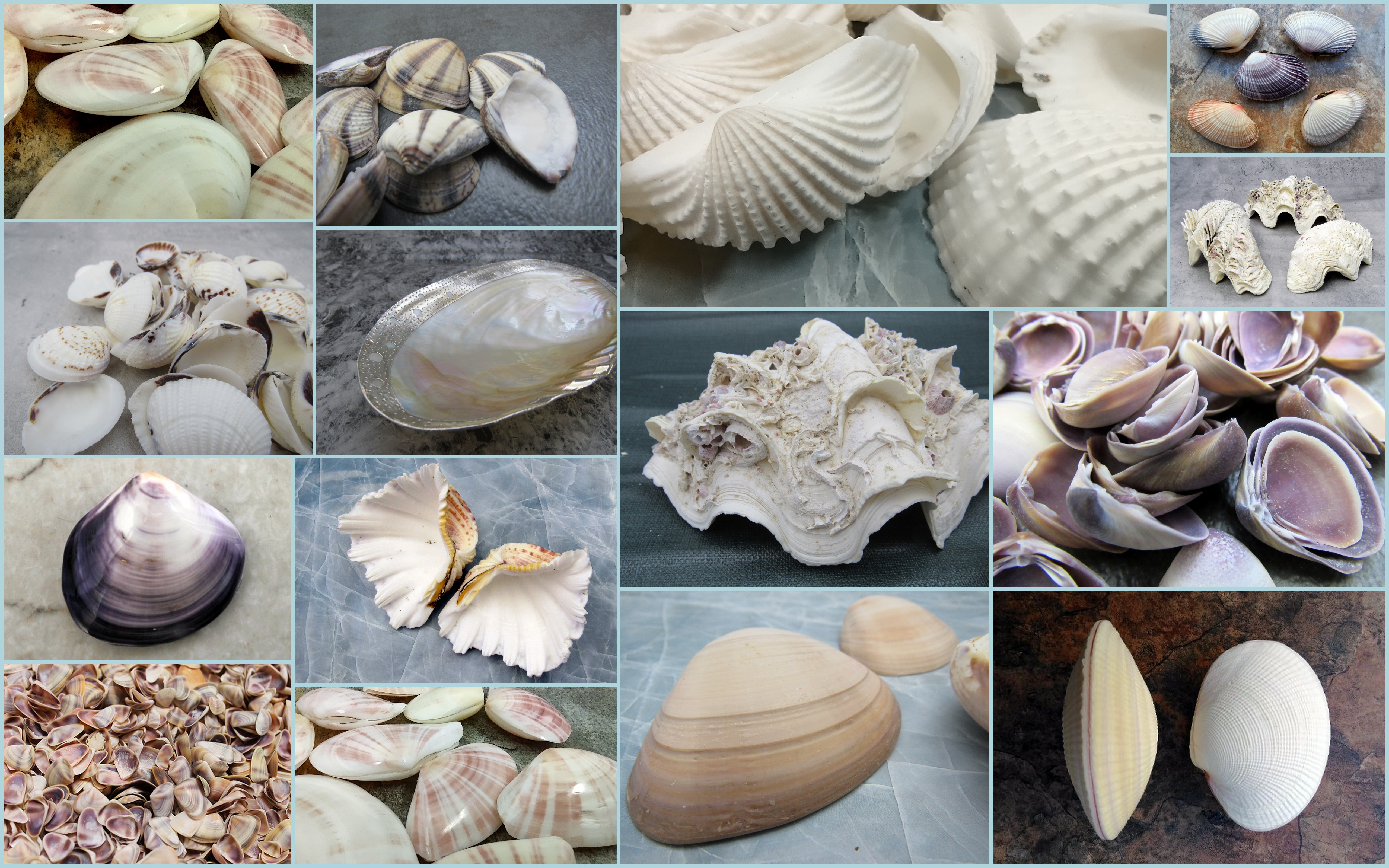 Natural Large Seashell Clam Shell 5 Ocean Oyster Sea Cockle Beach Decor  Crafts 