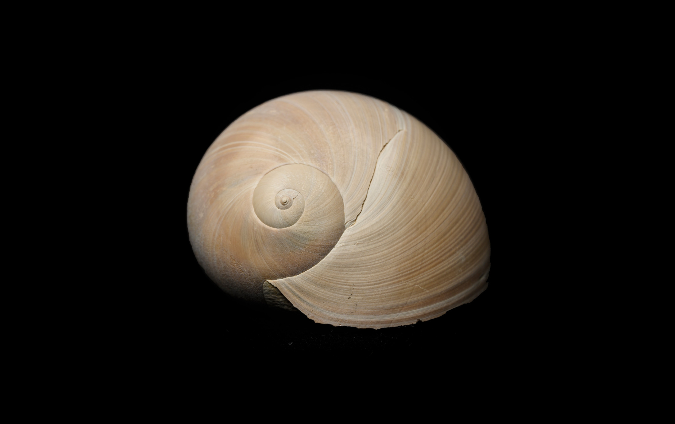 Sea Moon Shell Are Seashells Secret Agents? What’s With All the Fake Names? - Sea ...