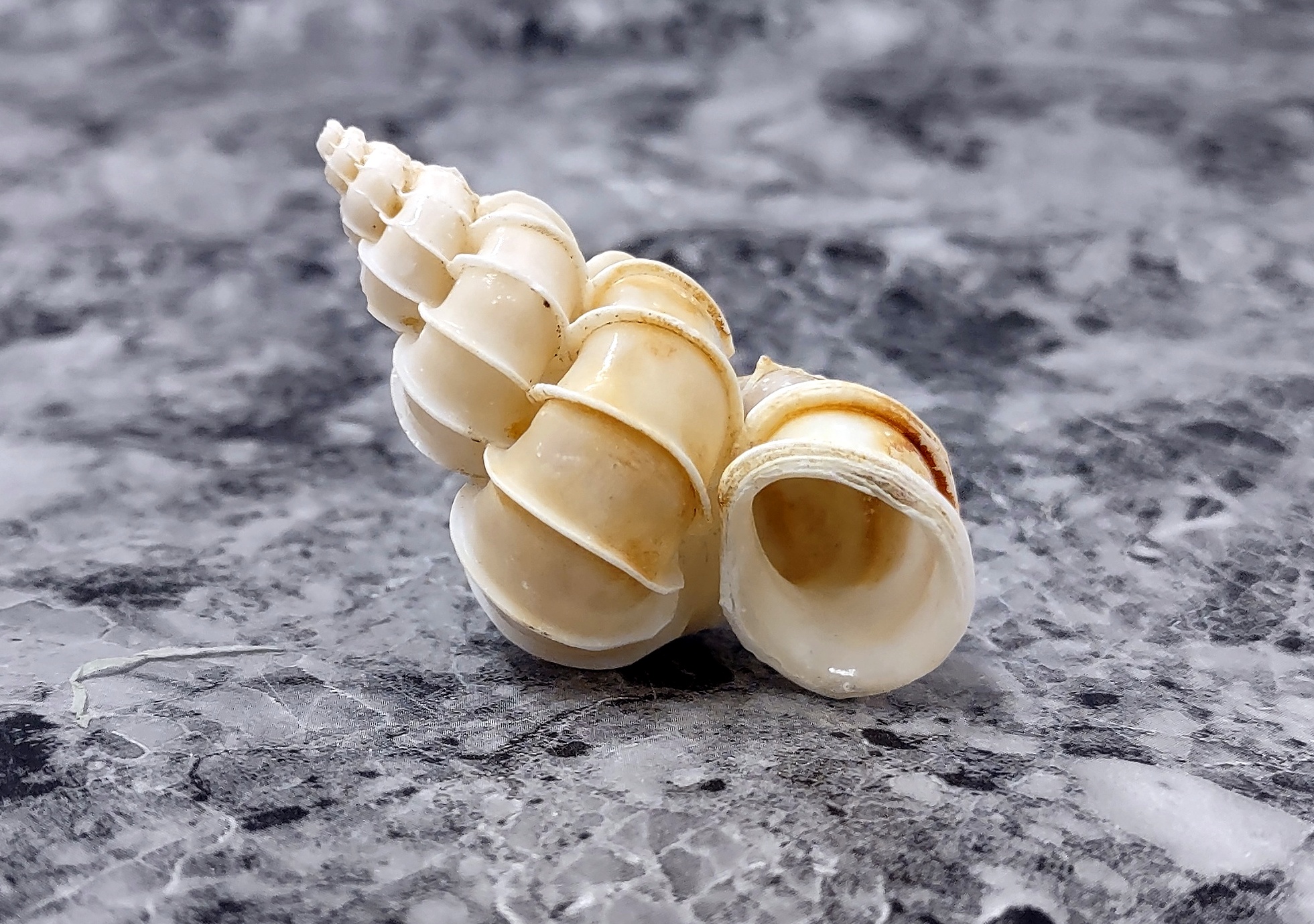 What are the Rarest and Hardest to Find Seashells? - Sea Shell Supply