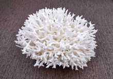 White Birdsnest Coral Cluster Seriatopora Hystrix (1 coral approx