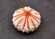 62c776ce-0176-4921-9328-