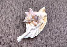 Rooster Conch Seashell Strombus Gallus (1 shell approx. 4+ inches