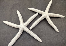 Finger Starfish White Linckia Laevigata (2 stars approx. 6+ inches