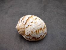 China Tun Seashell White Brown Tonna Chinensis (1 shell approx. 2+