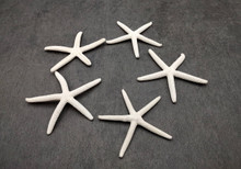 White Finger Starfish - Linckia Laevigata - (5 starfish approx. 2