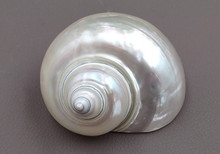 Pearlized Jade Turbo Seashell Turbo Burgessi (1 shell 3+ inches