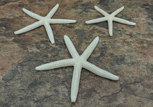 White Finger Starfish Linckia Laevigata (3 starfish approx. 3+