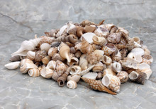 Tiny Seashell Assorted Ocean Mix For Crafts (approx. 750-800 shells .25-.50  inches)