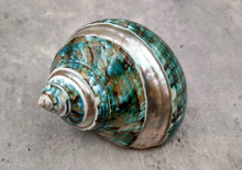 Polished Jade Turbo Shell with Pearlized Stripe Turbo Burgessi (1