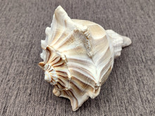 ◆LECOQ◆ Shell Bounce WhiteQQ112WCU11 QQ112WCU11_WHT0 77495d29-8d05-4ece-9309-