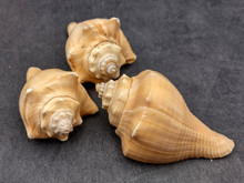 Vole Seashells Pugilina Cochlidium (3 shells approx. 2.5+ inches ...