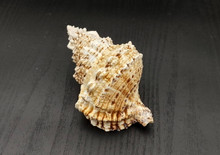 Large Frog Seashells Brown Tan Orange Bursa Bubo (1 shell approx