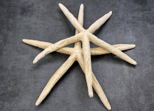 Finger Starfish Cream Linckia Laevigata (2 stars approx. 9.5+