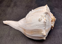 ◆LECOQ◆ Shell Bounce WhiteQQ112WCU11 QQ112WCU11_WHT0 Right Handed Whelk Seashell Knobbed Dark Streaked Busycon