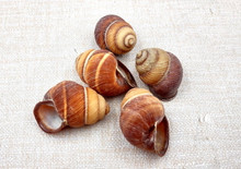Red Brown Land Snail Shells Camaena Arata (5 shells approx. 1.5+