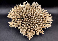 Off White Natural Table Coral Cluster Large Acropora Latistella (1