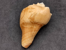 Carved Conch Seashell Boat Sunset (1 shell approx. 3+ inches) Carved ...