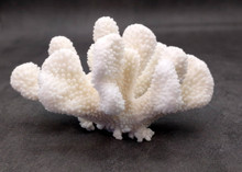 White Cauliflower Coral Cluster Pocillopra Eydouxi (1 coral approx