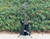 Fender AST Aerodyne Stratocaster 2006 CIJ Black