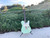 Fender American Performer Telecaster Hum Surf Green 2023