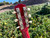 1965 Gibson melody Maker RARE “Ember Red”