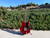 1965 Gibson melody Maker RARE “Ember Red”