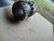 John Deere  Low Range Pinion R44641 Sub for R26239