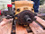 CAT 191-9617 Hydraulic Drive Pump