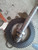 John Deere AL152326 Bevel drive gear 