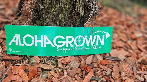 Green Aloha Grown Bumper Sticker
