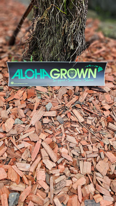 Black Aloha Grown Bumper Sticker