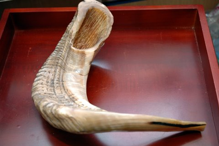 Shofar Large