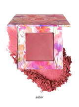 Wildflower Blooming Blush, Aster