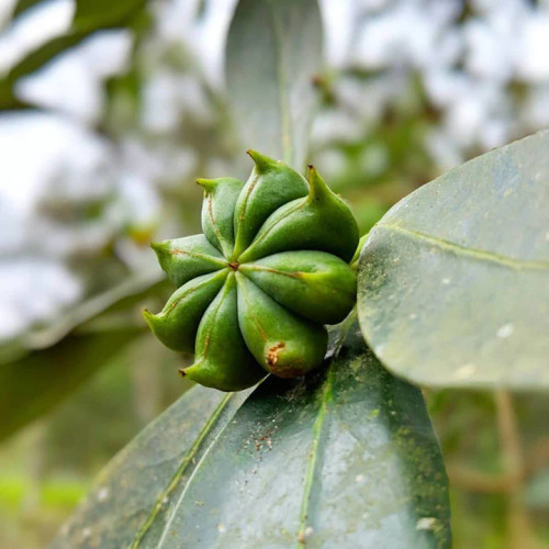 Burlap and Barrel Five Spice Blend