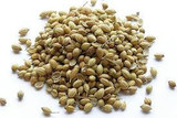 Coriander Seed Organic - The Herbal Connection
