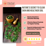 Unlocking the Power of Organic Neem Leaves: A Journey Through History, Health, and Sustainability