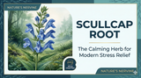 Scullcap Root Wild Crafted: The Calming Herb for Modern Stress Relief