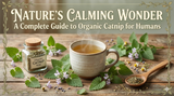 Catnip Herb Organic: The Complete Guide to Nature's Calming Wonder