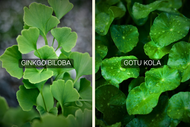 Extract vs. Powder: Understanding the Difference & How to Use Herbal Extract Powders