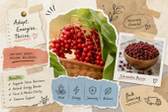 Schisandra Berries: Benefits, Uses & Bulk Sourcing