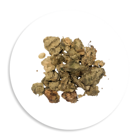 Hops Flowers – Whole Dried Humulus lupulus Cones Poland, Bitter Citrusy Floral Aroma with Lupulin, Home Brewing & Herbal Tea Grade, 250g to 5kg Bulk Wholesale