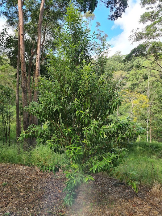 The Great Australian - Lemon Myrtle