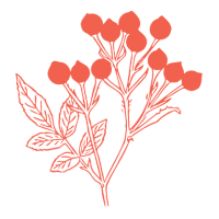 Elderberry uses icon