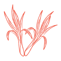 Oat straw icon